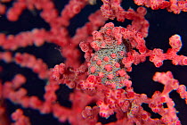 Pygmy seahorse (Hippocampus bargibanti) on a Muricella sp. Seafan / gorgonian. It is obviously a pregnant male, Sulu sea, Philippines