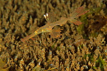 Rough / Roughsnout ghost pipefish (Solenostomus paegnius), Sulu sea, Philippines
