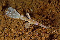 Robust / Seagrass ghost pipefish (Solenostomus cyanopterus) imitating an algae / a piece of seagrass, Sulu sea, Philippines
