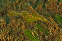 Rough / Roughsnout ghost pipefish (Solenostomus paegnius), Sulu sea, Philippines