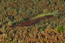 Small and green armored pipefish / Longtail ghostpipefish (Solenostomus armatus) is escorting a brown robust / seagrass ghost pipefish (Solenostomus cyanopterus), Sulu sea, Philippines