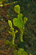 Halimeda ghost pipefish (Solenostomus halimeda) mimicking the halimeda algae. Sulu sea, Philippines