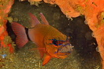 Ring-tailed / Golden cardinalfish (Ostorhinchus aureus) male incubating its eggs in its mouth, Sulu sea, Philippines