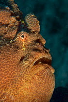 Head of a Giant anglerfish / frogfish (Antennarius commersoni / commerson), Sulu sea, Philippines