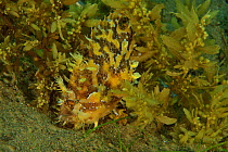 Sargassumfish / Sargassum anglerfish (Histrio histrio) hiding in a Sargassum seaweed, Sulu sea, Philippines