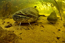 Two Wels catfish (Silurus glanis) on the bottom of a river. The one on the foreground has a scar on its face probably caused by a fishing hook, Cher River, Loir-et-Cher Department, France
