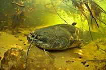 Wels catfish (Silurus glanis) on the bottom of the river. Its face has a scar probably caused by a fishing hook. Cher River, Loir-et-Cher Department, France