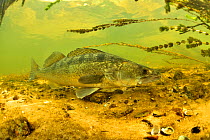 Zander / Pike-perch (Sander lucioperca) on the bottom of the river, Cher River, Loir-et-Cher Department, France