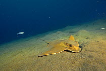 Common eagle ray (Myliobatis aquila) searching in the sand for a prey, Canary Islands