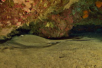 Round stingray (Taeniura grabata) laying on the sand and hiding in a cave, Canary Islands