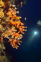 Scleractinia / Orange hard coral (Dendrophyllia ramea) with a diver in the background, Canary Islands