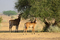 Nilgai antelope (Boselaphus tragocamelus) grazing, Rajasthan, India.