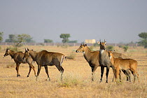 Nilgai antelope (Boselaphus tragocamelus) group, Rajasthan, India.