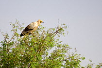 Egyptian vulture (Neophron percnopterus). Rajasthan, India.