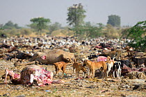 Feral dogs, living on garbage dump, these have become a serious threat to local wildlife. Bikaner, Rajasthan, India.