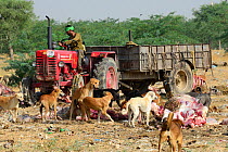 Feral dogs, living on garbage dump, these have become a serious threat to local wildlife. Bikaner, Rajasthan, India.