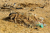 Remains of bags and plastics from the contents of a Cow&#39;s stomach, although the body has decomposed the plastics remain, Thar desert, Rajasthan, India.