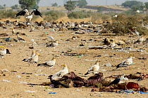 Egyptian Vultures (Neophron percnopterus) with egrets and corvids in a cow cemetery on the outskirts of Bikaner, Rajasthan, India.
