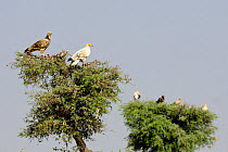 Egyptian Vultures (Neophron percnopterus). Adult (white) and juvenile (dark). Rajasthan, India, October 2018.