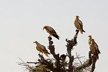 Egyptian vultures (Neophron percnopterus). Rajasthan, India.