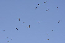 Egyptian vultures (Neophron percnopterus) in flight, Red kites (Milvus milvus) and Steppe eagle (Aquila nipalensis), Rajasthan, India, October.