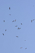 Egyptian vultures (Neophron percnopterus) in flight, Red kites (Milvus milvus) and Steppe eagle (Aquila nipalensis), Rajasthan, India.