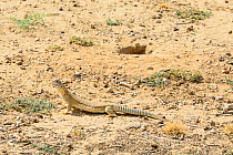 Spiny-tailed lizard (Uromastyx hardwickii) near its excavated burrow, Rajasthan, India.