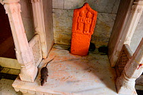 Sacred Black rats (Rattus rattus) at Karni Mata Temple, known as the &#39;temple of rats&#39;, Rajasthan, India, October 2018.