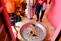 Sacred rats, Black rats (Rattus rattus) feeding at Karni Mata Temple, known as the &#39;temple of rats&#39;, Rajasthan, India, October 2018.