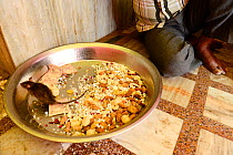 Sacred Black rats (Rattus rattus) feeding at Karni Mata Temple, known as the &#39;temple of rats&#39;, Rajasthan, India, October 2018.