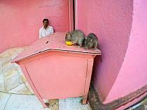Sacred Black rats (Rattus rattus) feeding at Karni Mata Temple, known as the &#39;temple of rats&#39;, Rajasthan, India, October 2018.