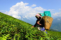 Women picking Tea (Camelia sinensis) leaves by hand in organic tea fields, Temi Tea Garden, Sikkim, India, October 2018.