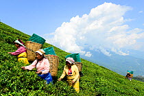 Women picking Tea (Camelia sinensis) leaves by hand in organic tea fields, Temi Tea Garden, Sikkim, India, October 2018.