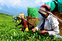 Women picking Tea (Camelia sinensis) leaves by hand. Organic tea fields, Temi Tea Garden, Sikkim, India, October 2018.