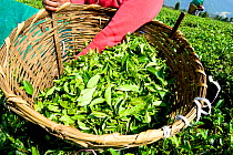 Women picking organic Tea (Camelia sinensis) leaves by hand Organic tea fields, Temi Tea Garden, Sikkim, India, October 2018.