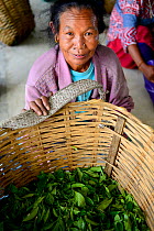 Women with hand picked tea leaves from organic Tea (Camelia sinensis) fields, Temi Tea Garden, Sikkim, India, October 2018.