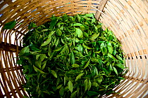Basket with Tea (Camelia sinensis) leaves selected manually. Organic tea fields, Temi Tea Garden, Sikkim, India, October 2018.