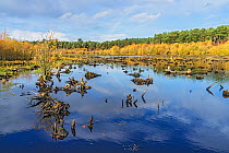 Delamere Forest showing dead tree stumps in part of Blakemere Moss reflooded in 1998 after failure of tree planting and after clear felling of the trees. Cheshire, UK, November 2018.