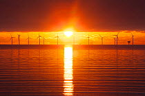 Sunrise over offshore wind turbine farm, Essex, England, UK, December.