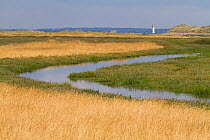 Salt marsh channel at high tide with Talacre lighthouse in the background. Gronant Local Reserve, Denbighshire, Wales, UK, July 2018.
