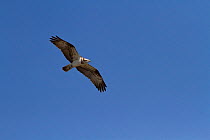 Osprey (Pandion haliaetus) in flight, Llyn Brenig, Denbighshire, Wales, UK. July.