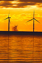 Dawn over offshore wind turbine farm, Essex, England, UK, December.