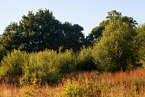 Landscape of Knepp Rewildling Estate, West Sussex,England, UK. June.