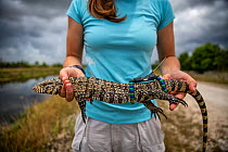 Argentine black and white tegu (Salvator merianae) caught in a trap set by the University of Florida, wearing a GPS tracker. Florida, USA. Invasive species.
