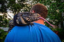 Florida resident Devin Belliston holding his pet Argentine black and white tegu (Salvator merianae) &#39;Rock&#39;. Tegus are an invasive species in Florida, Rock was wild caught as a yearling, Florid...