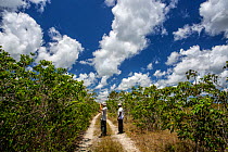 Nathan Schwartz, and Avishka Godahewa, wildlife researchers for the University of Florida track an adult female Argentine black and white tegu (Salvator merianae) an invasive species. Florida, USA. Au...