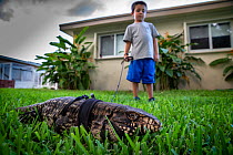 Five year old boy walking his pet Argentine black and white tegu (Salvator merianae) "Rock". Rock was wild caught as a yearling in Florida, however this species is invasive in the wild. Florida, USA....