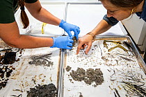 Christina Romagosa (right), Research Assistant Professor, University of Florida and her team of Python researchers looking through over the stomach contents of different snakes including invasive Burm...