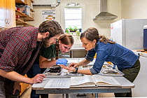 Christina Romagosa (right), Research Assistant Professor, University of Florida and her team of Python researchers looking through over the stomach contents of different snakes including invasive Burm...