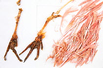 Stomach contents of invasive Burmese pythons (Python bivittatus) are separated and laid out on sheets in order to identify them. Some of the contents seen here are the feet and feathers of a Roseate s...